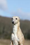 WHIPPET 378
